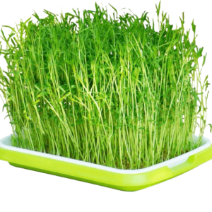 Paplāte mikrozaļumu audzēšanai Microgreens Tray